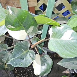 White Knight Philodendron Live Plant – Potted Houseplant – Indoor Aroid - Image 1