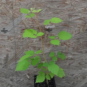 Wild Red Raspberry Live Plant - 2-3 ft Trade Gallon - Fruiting Bush - Image 2