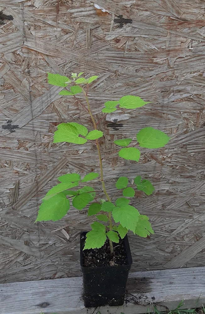 Wild Red Raspberry Live Plant - 2-3 ft Trade Gallon - Fruiting Bush - Image 2