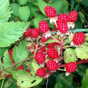 Wild Red Raspberry Live Plant - 2-3 ft Trade Gallon - Fruiting Bush - Image 1