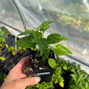 Wiri Wiri Chili Live Plant - Hot Cherry Pepper (Capsicum frutescens), Small 2.5 inch Pot, Full Sun Vegetable - Image 2