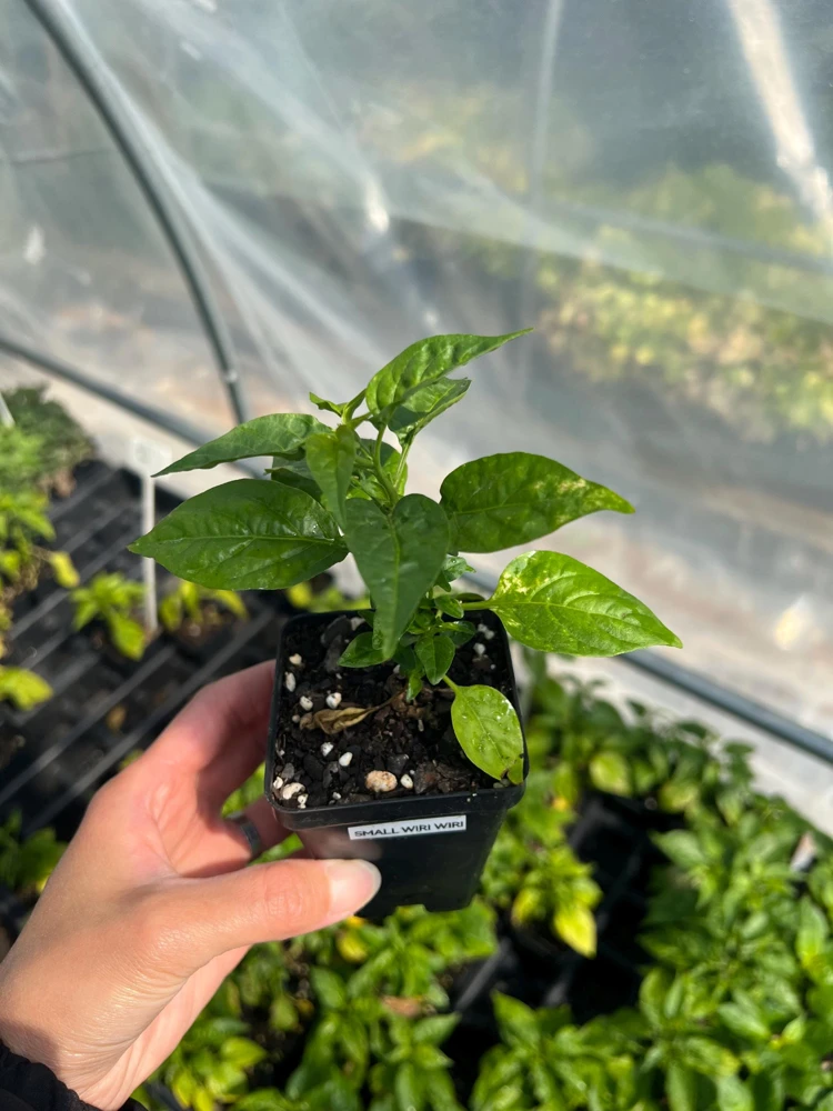 Wiri Wiri Chili Live Plant - Hot Cherry Pepper (Capsicum frutescens), Small 2.5 inch Pot, Full Sun Vegetable - Image 2