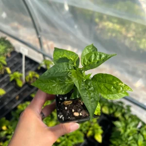 Wiri Wiri Chili Live Plant - Hot Cherry Pepper (Capsicum frutescens), Small 2.5 inch Pot, Full Sun Vegetable - Image 3