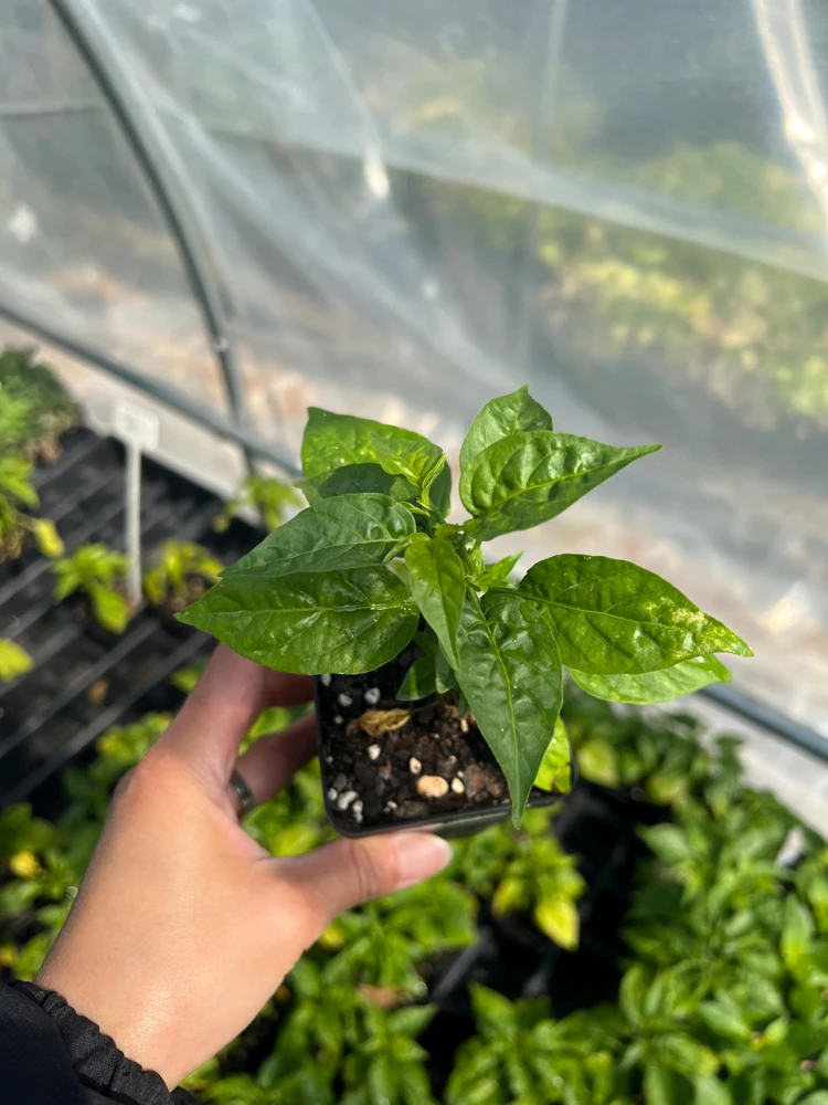Wiri Wiri Chili Live Plant - Hot Cherry Pepper (Capsicum frutescens), Small 2.5 inch Pot, Full Sun Vegetable - Image 3