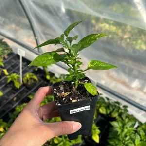 Wiri Wiri Chili Live Plant - Hot Cherry Pepper (Capsicum frutescens), Small 2.5 inch Pot, Full Sun Vegetable - Image 1