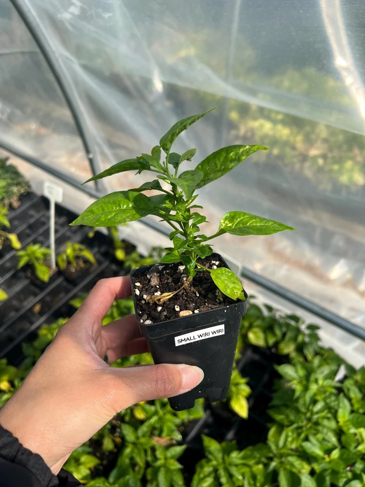 Wiri Wiri Chili Live Plant - Hot Cherry Pepper (Capsicum frutescens), Small 2.5 inch Pot, Full Sun Vegetable - Image 1
