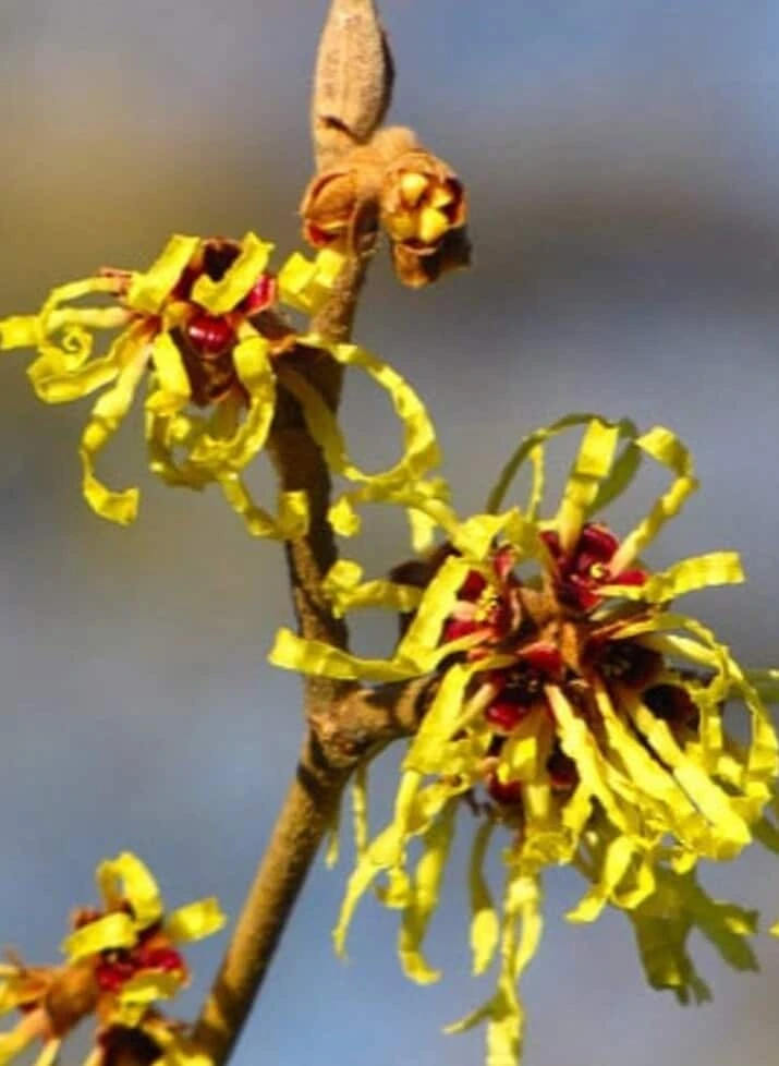 Witch Hazel Shrub Live Plant - Native Hamamelis virginiana - 18-24" Quart Pot - Image 2