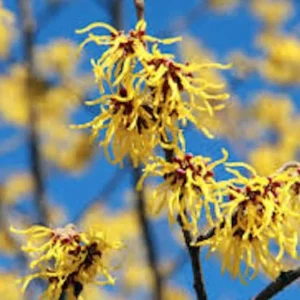 Witch Hazel Shrub Live Plant - Native Hamamelis virginiana - 18-24