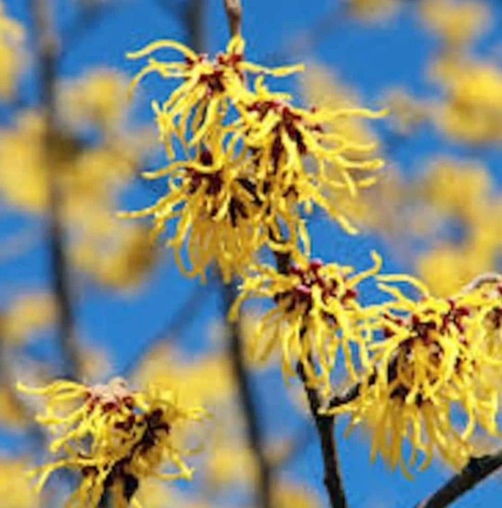 Witch Hazel Shrub Live Plant - Native Hamamelis virginiana - 18-24" Quart Pot - Image 4