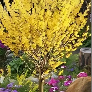 Witch Hazel Shrub Live Plant - Native Hamamelis virginiana - 18-24