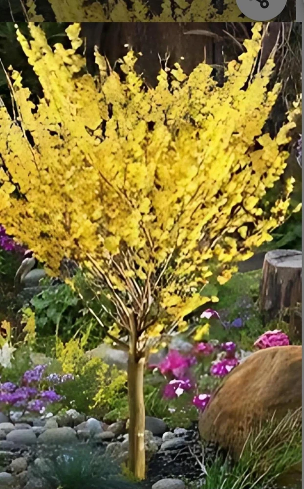 Witch Hazel Shrub Live Plant - Native Hamamelis virginiana - 18-24" Quart Pot - Image 5