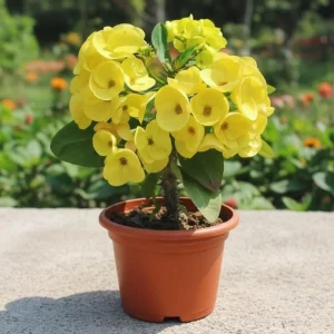 Yellow Crown of Thorns Live Plant - 4 Inch Pot - Euphorbia Milii Houseplant - Image 2