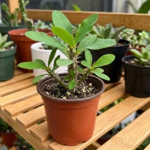 Yellow Crown of Thorns Live Plant - 4 Inch Pot - Euphorbia Milii Houseplant - Image 3