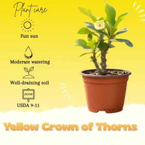 Yellow Crown of Thorns Live Plant - 4 Inch Pot - Euphorbia Milii Houseplant - Image 4