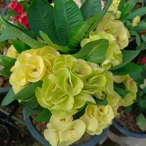 Yellow Crown of Thorns Live Plant - 4 Inch Pot - Euphorbia Milii Houseplant - Image 6