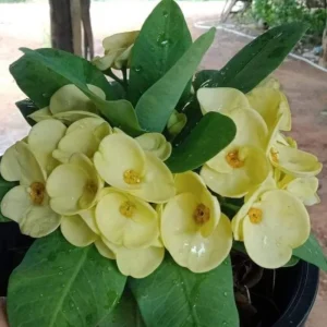 Yellow Crown of Thorns Live Plant - 4 Inch Pot - Euphorbia Milii Houseplant - Image 7