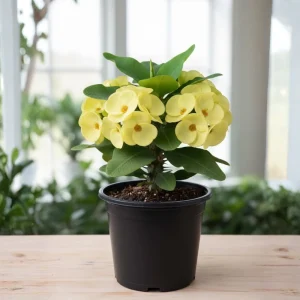 Yellow Crown of Thorns Live Plant - 4 Inch Pot - Euphorbia Milii Houseplant - Image 8
