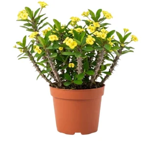 Yellow Crown of Thorns Live Plant - 4 Inch Pot - Euphorbia Milii Houseplant - Image 9