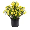 Yellow Crown of Thorns Live Plant - 4 Inch Pot - Euphorbia Milii Houseplant - Image 1