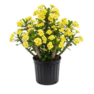 Yellow Crown of Thorns Live Plant - 4 Inch Pot - Euphorbia Milii Houseplant - Image 1
