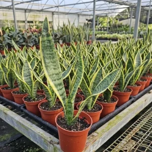Yellow Sansevieria Live Plant – 4 Inch Pot – Yellow Variegated Indoor Succulent - Image 2