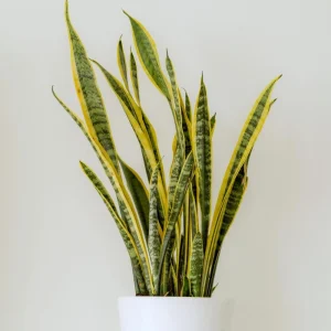 Yellow Sansevieria Live Plant – 4 Inch Pot – Yellow Variegated Indoor Succulent - Image 3