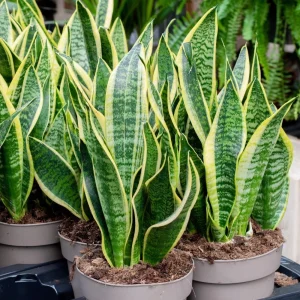 Yellow Sansevieria Live Plant – 4 Inch Pot – Yellow Variegated Indoor Succulent - Image 4