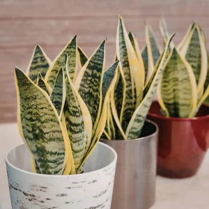 Yellow Sansevieria Live Plant – 4 Inch Pot – Yellow Variegated Indoor Succulent - Image 5