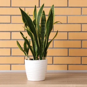 Yellow Sansevieria Live Plant – 4 Inch Pot – Yellow Variegated Indoor Succulent - Image 6