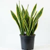 Yellow Sansevieria Live Plant – 4 Inch Pot – Yellow Variegated Indoor Succulent - Image 1