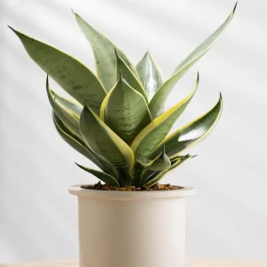 Yellow Sansevieria Live Plant – 4 Inch Pot – Yellow Variegated Indoor Succulent - Image 7