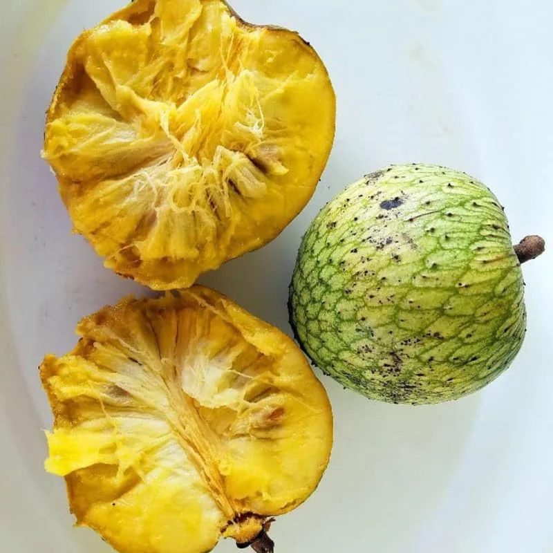 Yellow Soursop Guanabana Live Plant, 5-10 Inch Tropical Fruit Tree, Well-Rooted for Patio & Garden - Image 2