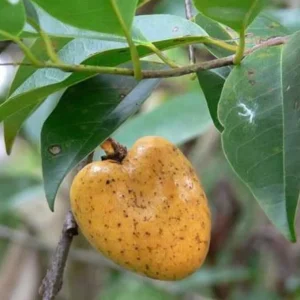 Yellow Soursop Guanabana Live Plant, 5-10 Inch Tropical Fruit Tree, Well-Rooted for Patio & Garden - Image 4