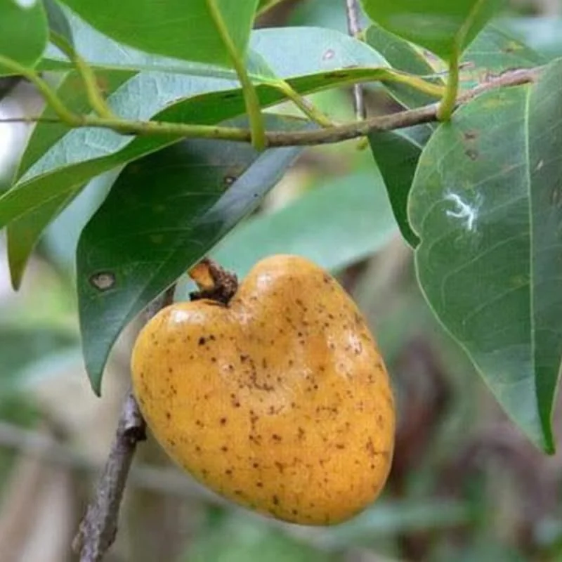 Yellow Soursop Guanabana Live Plant, 5-10 Inch Tropical Fruit Tree, Well-Rooted for Patio & Garden - Image 4