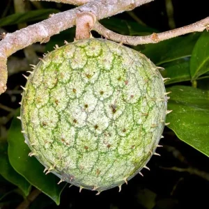 Yellow Soursop Guanabana Live Plant, 5-10 Inch Tropical Fruit Tree, Well-Rooted for Patio & Garden - Image 5