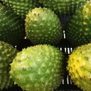 Yellow Soursop Guanabana Live Plant, 5-10 Inch Tropical Fruit Tree, Well-Rooted for Patio & Garden - Image 7