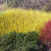 Yellow Twig Dogwood Live Plant – Cornus sericea – 18-24" Quart Pot – Outdoor Shrub - Image 1