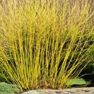 Yellow Twig Dogwood Live Plant – Cornus sericea – 18-24