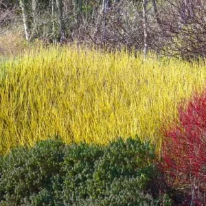 Yellow Twig Dogwood Shrub – Live Plant – 12-18