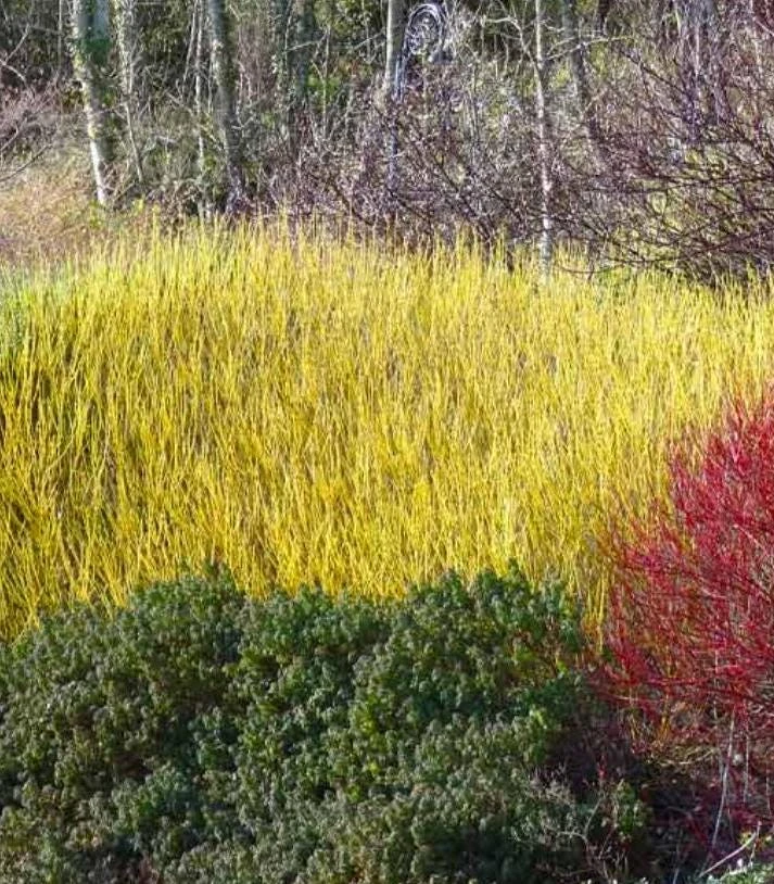Yellow Twig Dogwood Shrub – Live Plant – 12-18" Tall – 2.5" Pot – Outdoor - Image 2