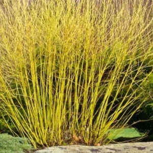 Yellow Twig Dogwood Shrub – Live Plant – 12-18
