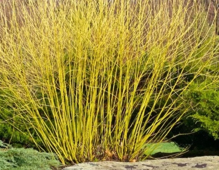 Yellow Twig Dogwood Shrub – Live Plant – 12-18" Tall – 2.5" Pot – Outdoor - Image 1