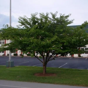Yoshino Cherry Tree Live Plant – 2.5