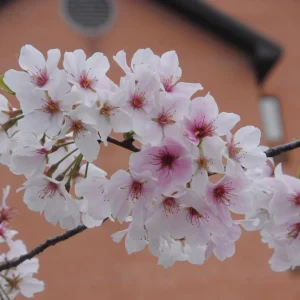 Yoshino Cherry Tree Live Plant – 2.5