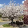 Yoshino Cherry Tree Live Plant – 2.5" Pot – 6-10" Tall – Outdoor Flowering Tree - Image 1
