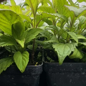 Zej Ntshua Ntuag Hmong Tshuaj Herb Live Starter Plant – 2.5" Pot - Image 1
