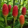 10 Awapuhi Shampoo Ginger Rhizomes - Zingiber Zerumbet Roots for Planting - Image 1