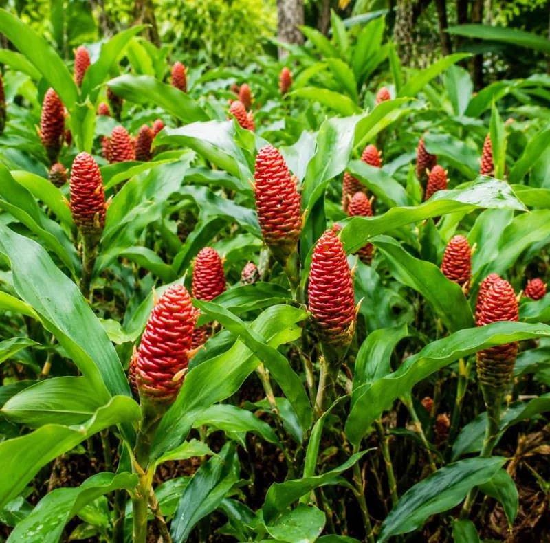 12 Awapuhi Shampoo Ginger Rhizomes - Zingiber Zerumbet Pinecone Roots, 1 Year Old Bare Root Plant, Outdoor Garden - Image 1