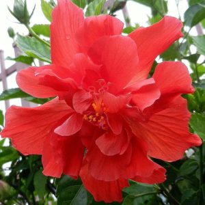 Double Red Hibiscus Plants Live - 3-5 inches Tall Outdoor Flower Bush - Image 3