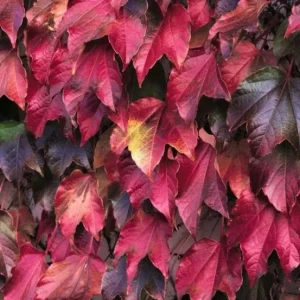 2 Boston Ivy Live Plants - Colorful Fall Foliage, Fast Growing Vine, 2.5x4 inch Pot - Image 3